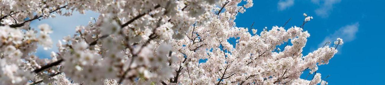 cherry blossoms against a background of the sky.