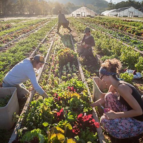 People work in newbb电子平台's community garden